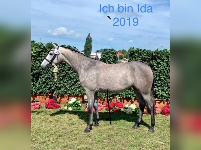 Holstein Stallion Foal (04/2025) in Beschendorf