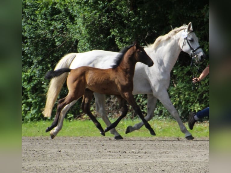 Holstein Stallion Foal (05/2025) in Bredenbek