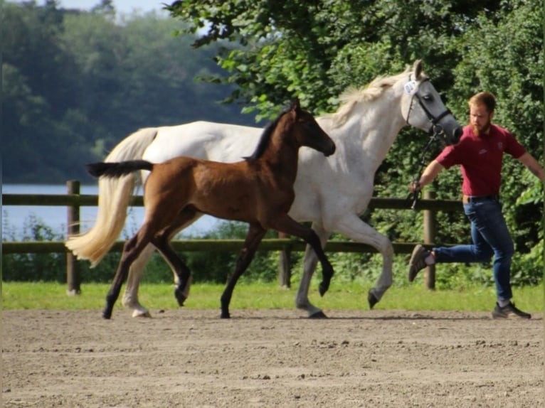 Holstein Stallion Foal (05/2025) in Bredenbek