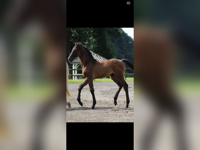 Holstein Stallion Foal (05/2025) in Bredenbek