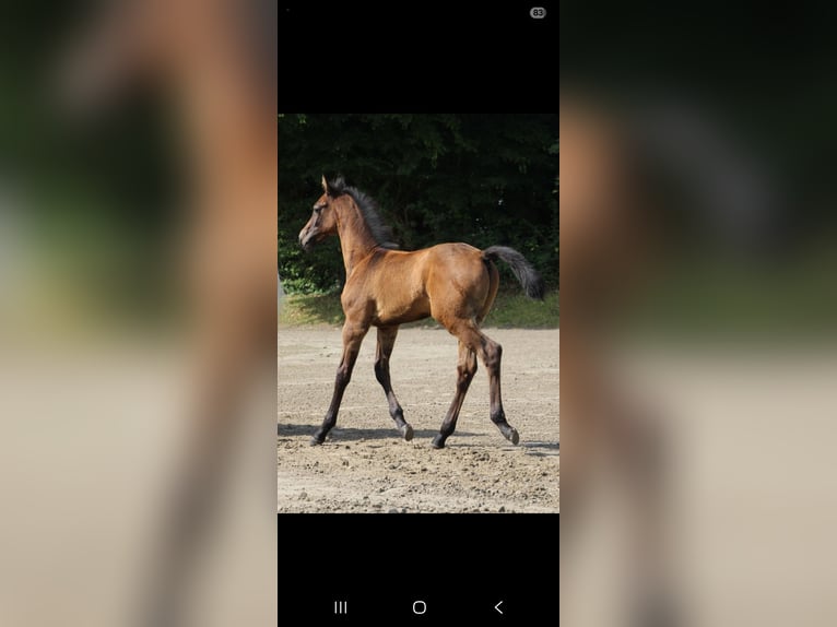 Holstein Stallion Foal (05/2025) in Bredenbek