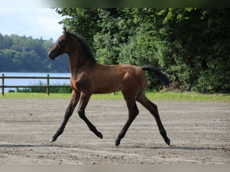 Holstein Stallion Foal (05/2025) in Bredenbek