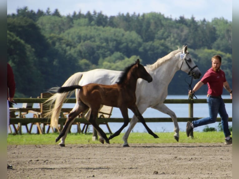 Holstein Stallion Foal (05/2025) in Bredenbek