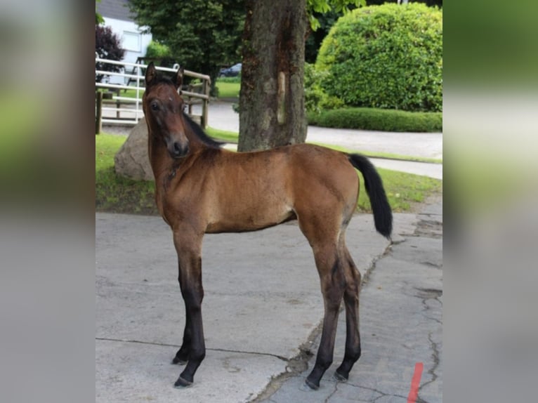 Holstein Stallion Foal (05/2025) in Bredenbek