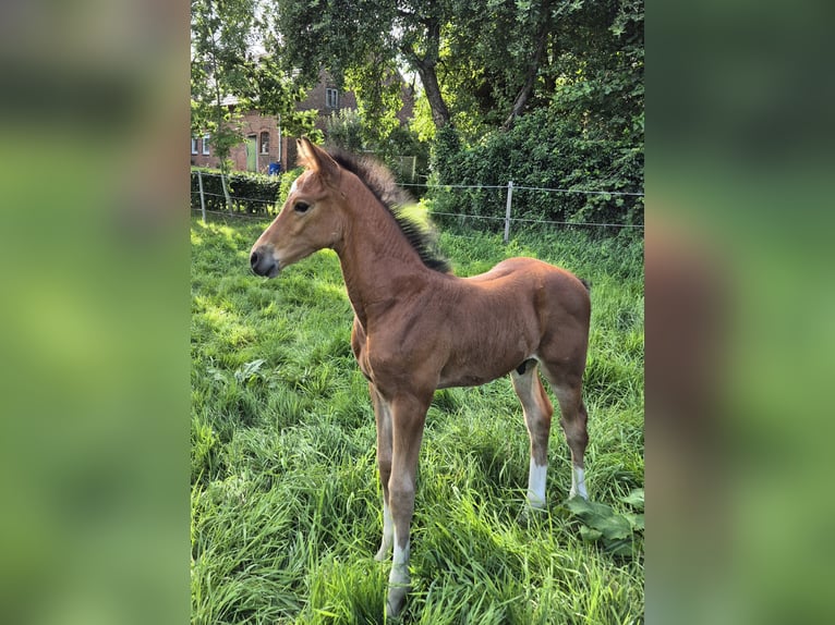 Holstein Stallion Foal (06/2025) in Breitenberg