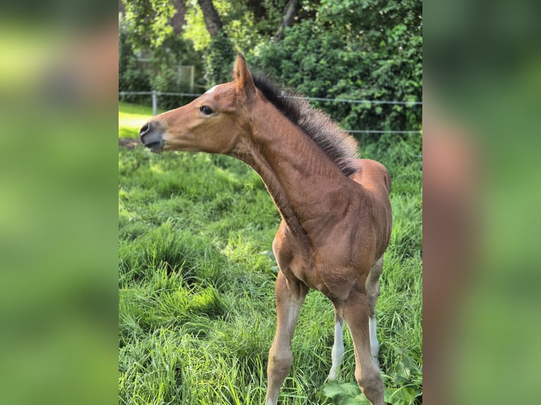 Holstein Stallion Foal (06/2025) in Breitenberg