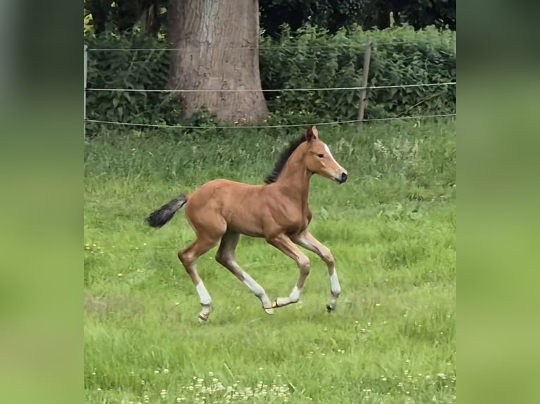 Holstein Stallion Foal (06/2025) in Breitenberg