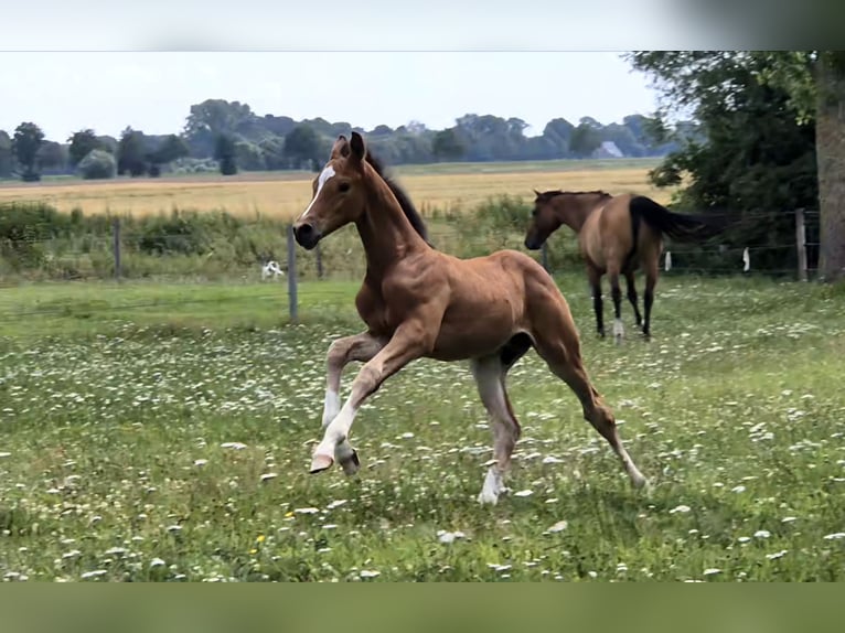 Holstein Stallion Foal (06/2025) in Breitenberg
