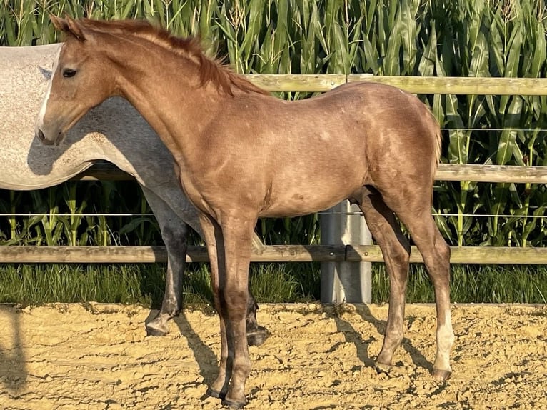 Holstein Stallion Foal (04/2025) in Beschendorf