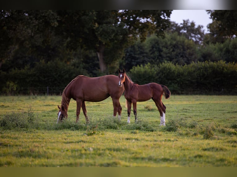 Holstein Stallion Foal (04/2025) in Westerhorn