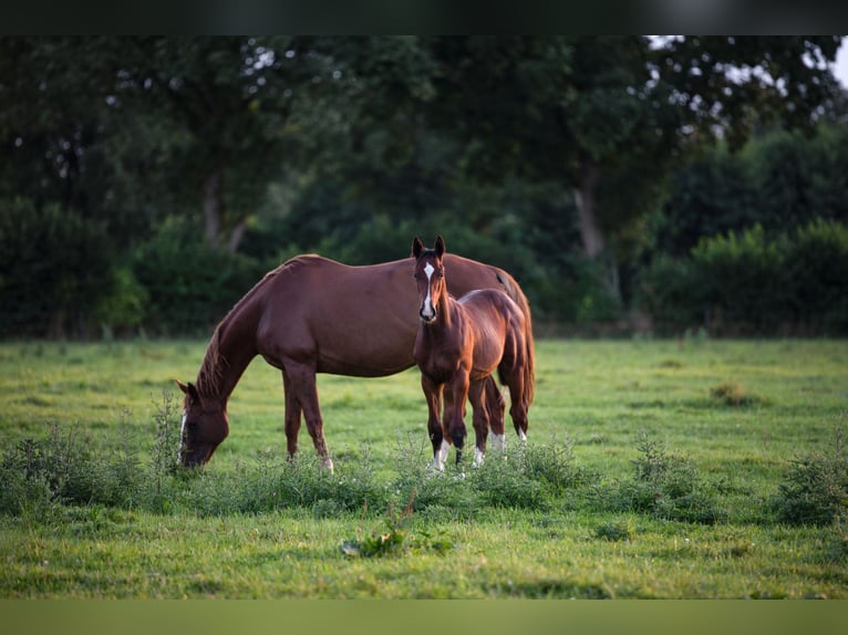 Holstein Stallion Foal (04/2025) in Westerhorn