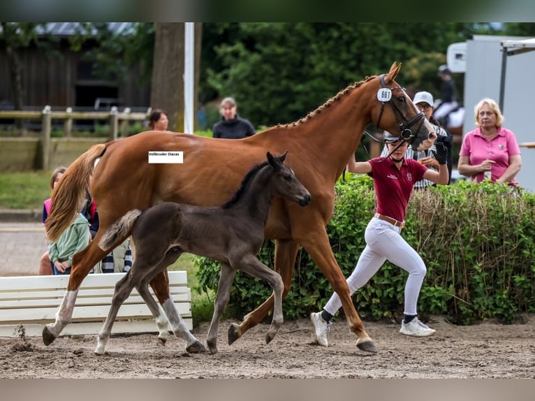Holstein Stallion Foal (04/2025) in Westerhorn