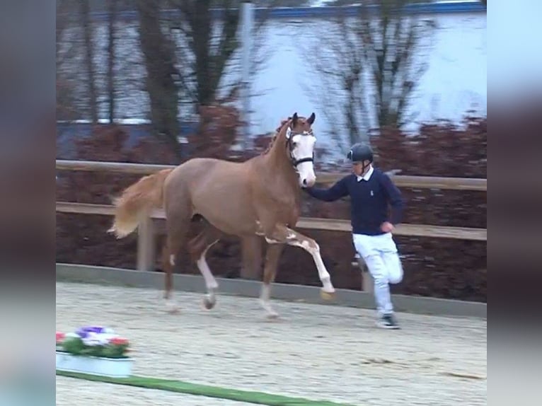 Holstein Stallion Foal (04/2025) in Westerhorn