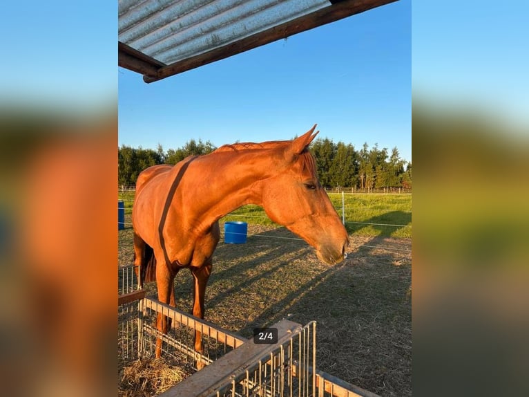 Holstein Stallion Foal (01/2026)  in Zalasewo