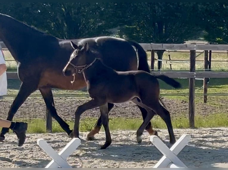 Holstein Stallion Foal (04/2025) Smoky-Black in Beelen