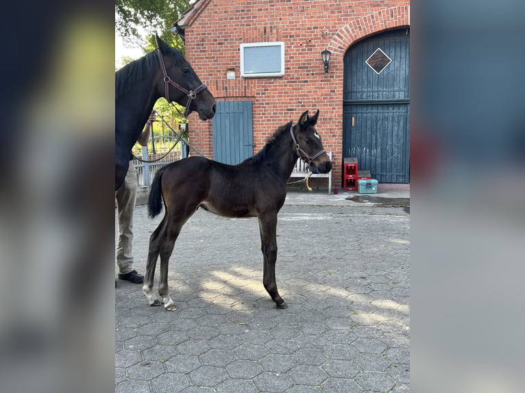 Holstein Stallion Foal (04/2025) Smoky-Black in Beelen