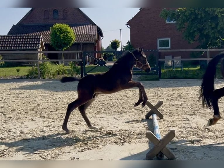 Holstein Stallion Foal (04/2025) Smoky-Black in Beelen