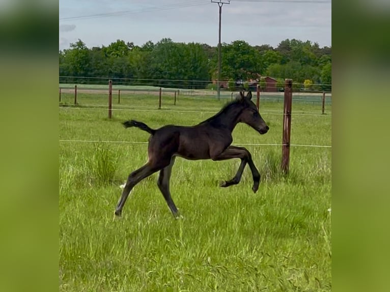 Holstein Stallion Foal (04/2025) Smoky-Black in Beelen