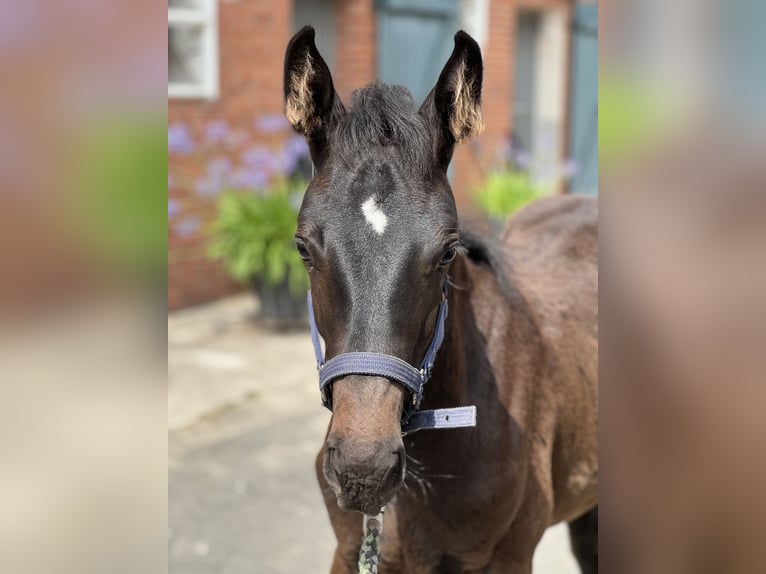 Holstein Stallion Foal (04/2025) Smoky-Black in Beelen