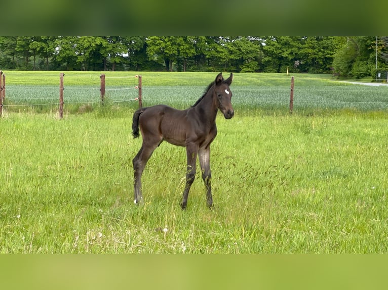 Holstein Stallion Foal (04/2025) Smoky-Black in Beelen