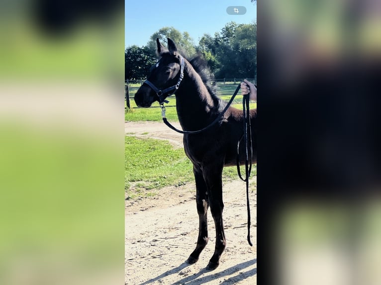 Holstein Stallion Foal (04/2025) Smoky-Black in Beelen