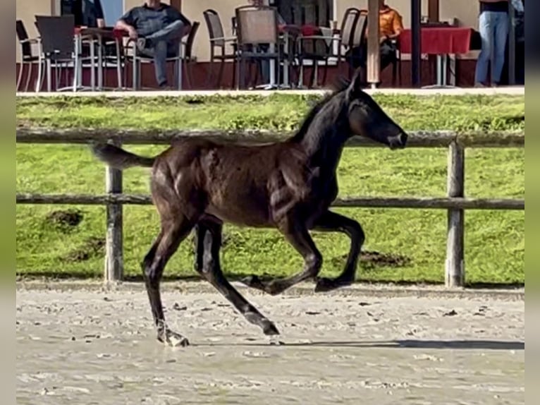 Holstein Stallion Foal (04/2025) Smoky-Black in Beelen