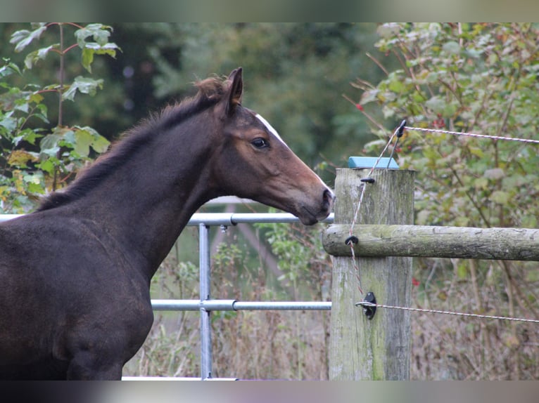 Holstein Stallion Foal (06/2025) Smoky-Black in Appen