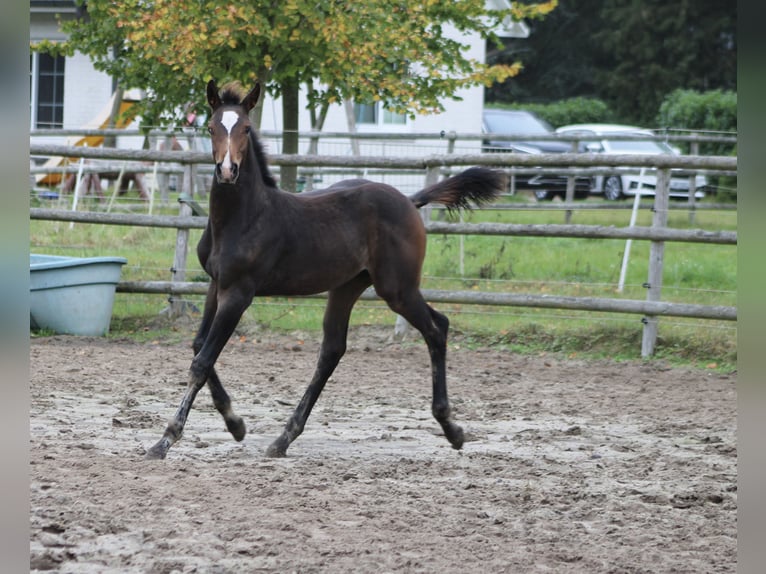 Holstein Stallion Foal (06/2025) Smoky-Black in Appen