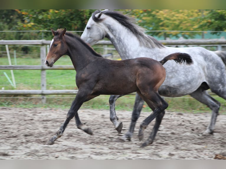 Holstein Stallion Foal (06/2025) Smoky-Black in Appen