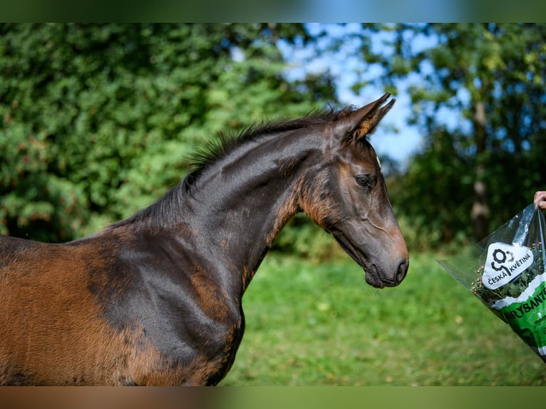 Holstein Stallion Foal (01/2025) Smoky-Black in Radonice