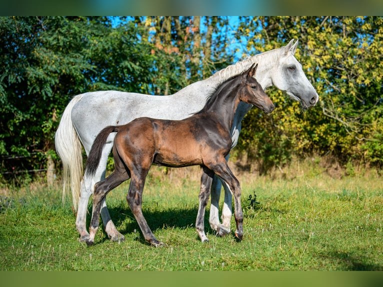 Holstein Stallion Foal (01/2025) Smoky-Black in Radonice