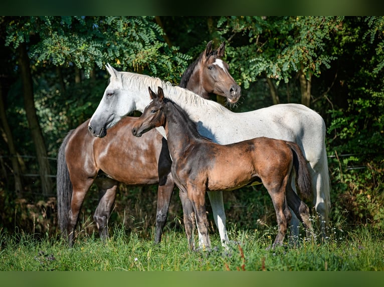 Holstein Stallion Foal (01/2025) Smoky-Black in Radonice