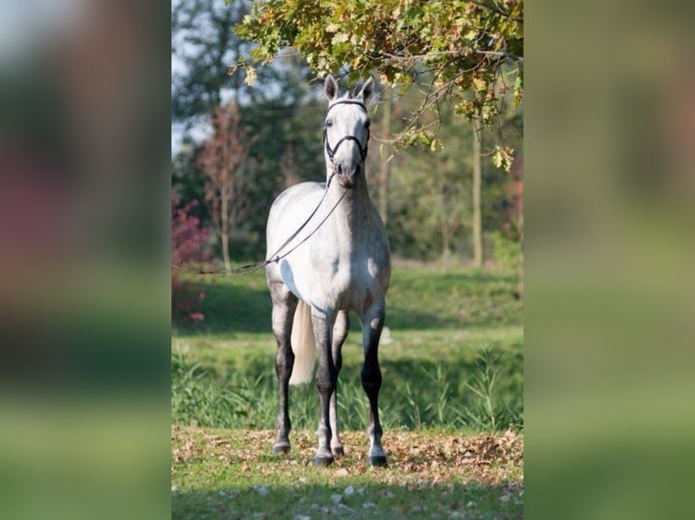 Holstein Stallion Gray-Fleabitten in Jarosław