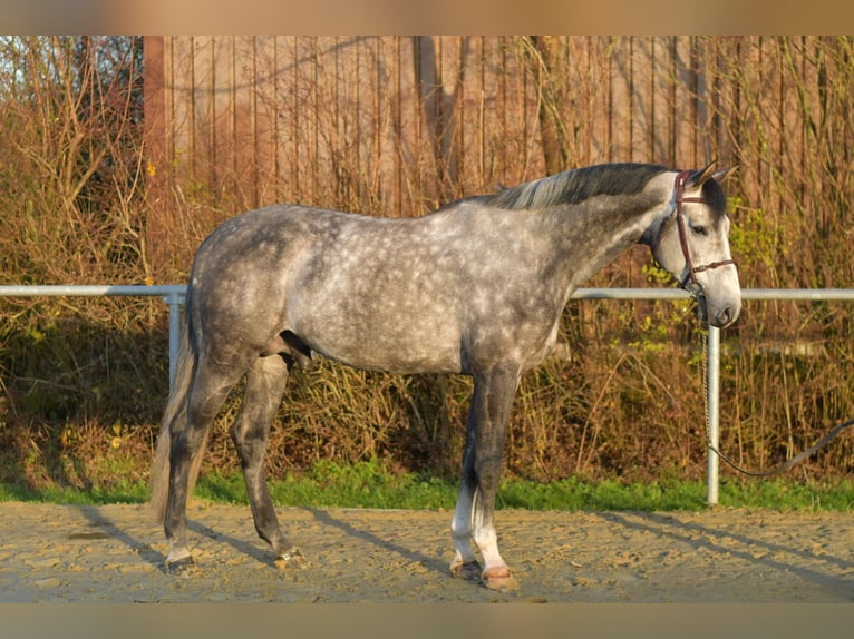 Holstein Stallion Grey-Dapple in Geilenkirchen
