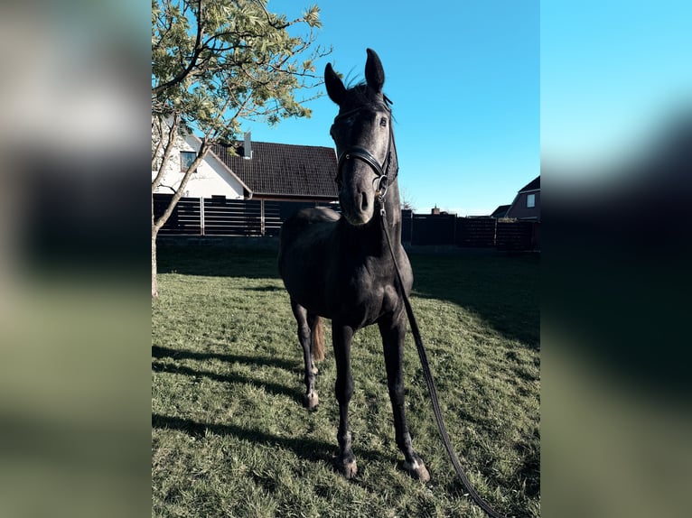 Holstein Stallion Grey-Dark-Tan in ItzehoeItzehoe