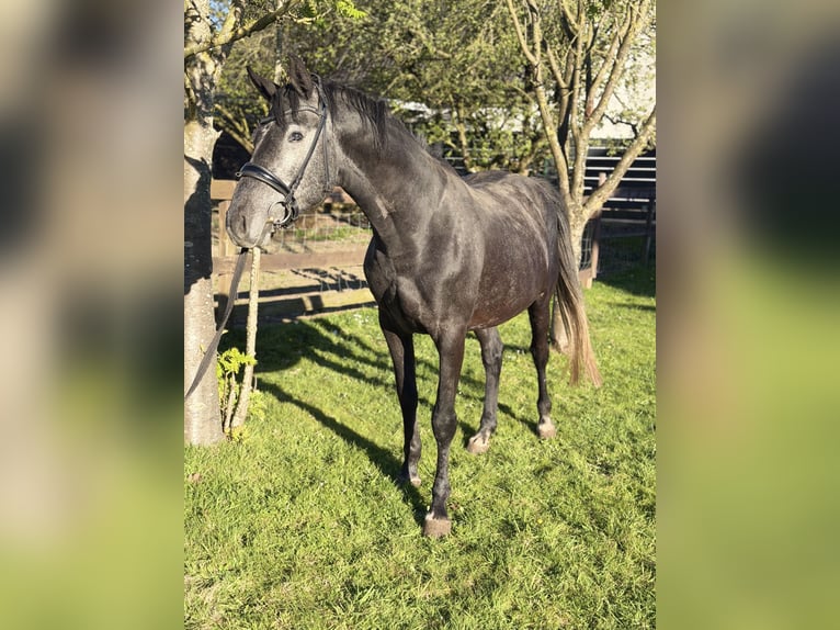 Holstein Stallion Grey-Dark-Tan in ItzehoeItzehoe