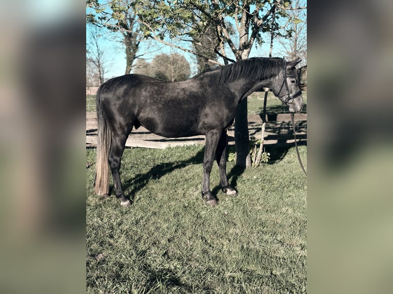 Holstein Stallion Grey-Dark-Tan in ItzehoeItzehoe