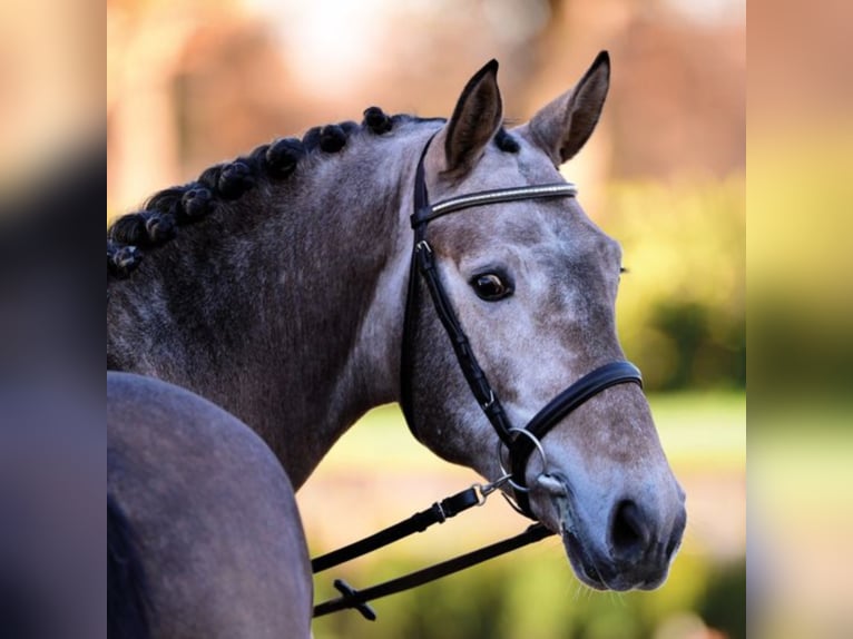 Holstein Stallion Grey in Klein Offenseth-Sparrieshoop