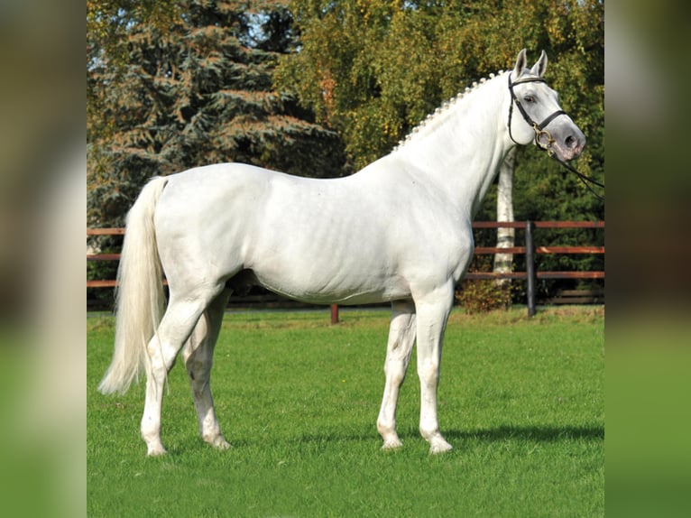 Holstein Stallion Grey in Klein Offenseth-Sparrieshoop