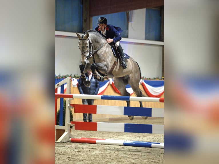 Holstein Stallion Grey in Klein Offenseth-Sparrieshoop
