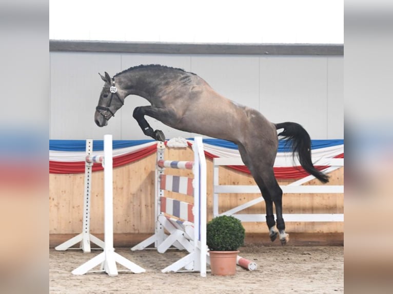 Holstein Stallion Grey in Klein Offenseth-Sparrieshoop