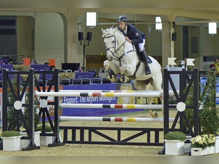 Holstein Stallion Grey in Riedstadt