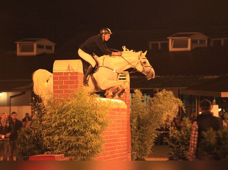Holstein Stallion Grey in Riedstadt