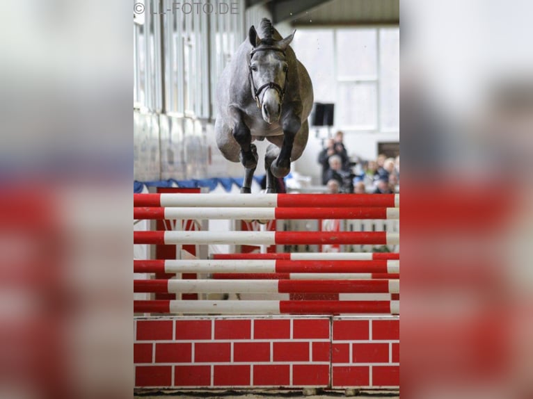 Holstein Stallion Grey in M&#xFC;nster