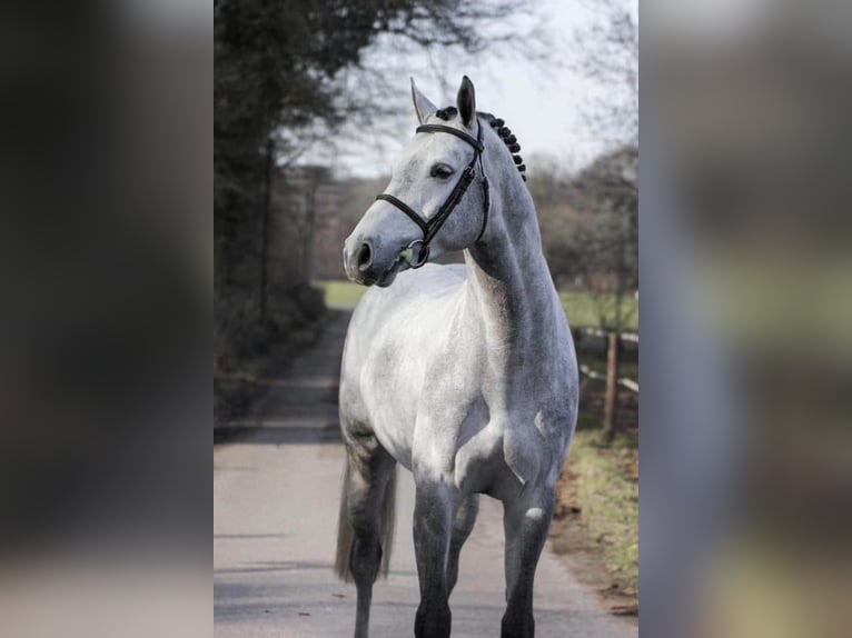 Holstein Stallion Grey in M&#xFC;nster