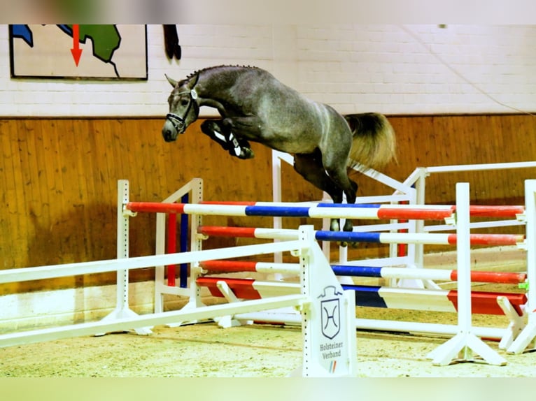 Holstein Stallion Grey in M&#xFC;nster