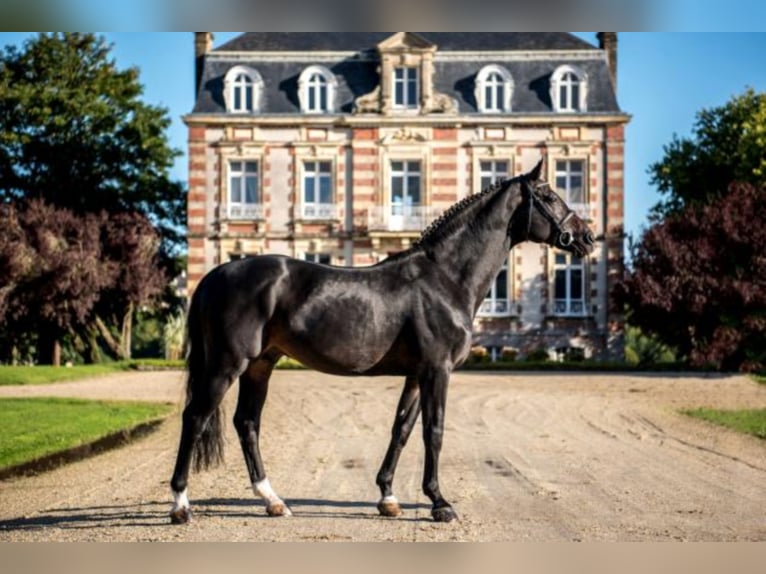 Holstein Stallion in Celle