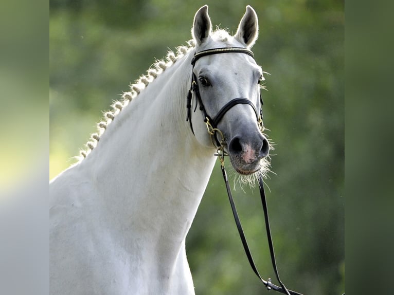 Holstein Stallion in Klein Offenseth-Sparrieshoop