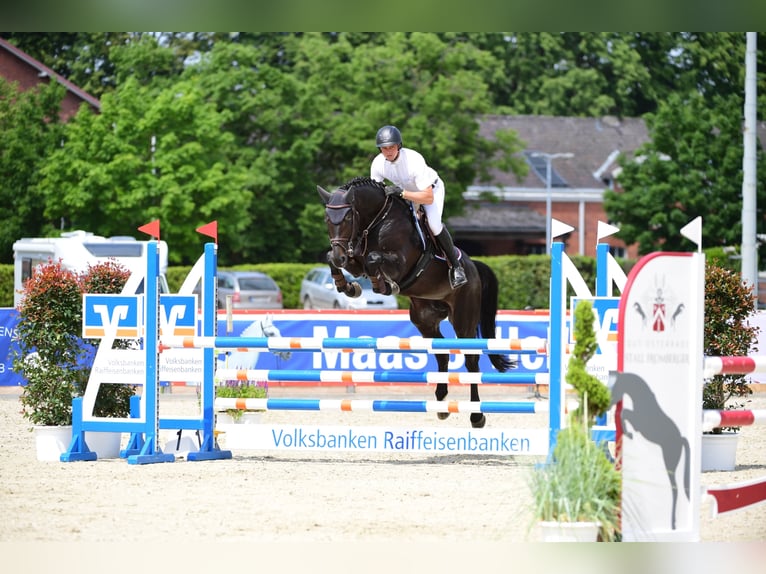 Holstein Stallion in Klein Offenseth-Sparrieshoop