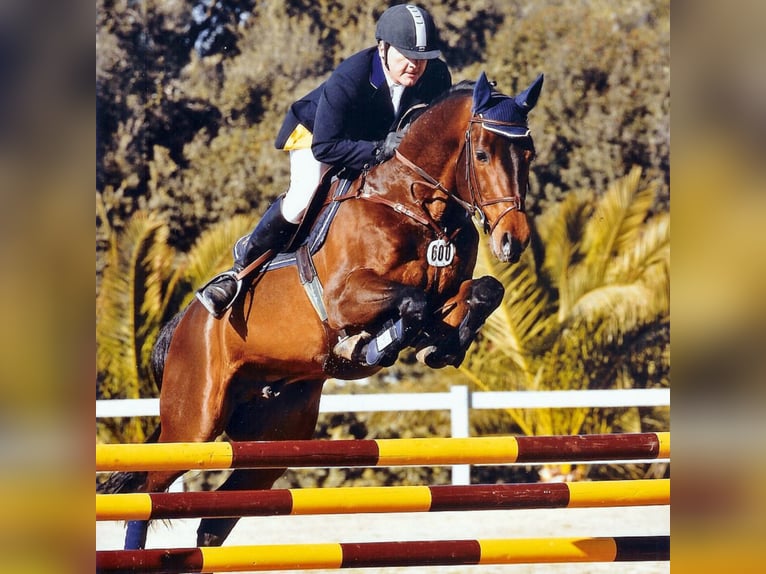 Holstein Stallion in Klein Offenseth-Sparrieshoop